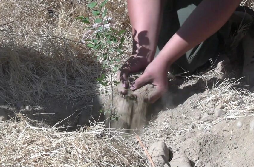  Voluntarios plantaron 500 plantines por el día del árbol